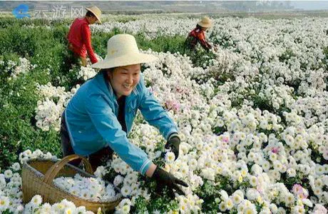 麻城福白菊博物馆