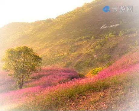 镇江丹徒长山薰衣草庄园