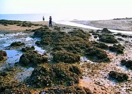 南通海门蛎蚜山