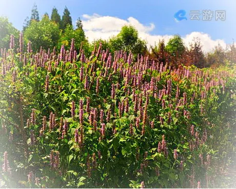 重庆药用植物园