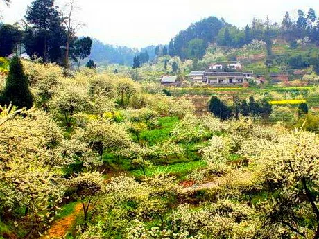 重庆綦江区永新梨花山