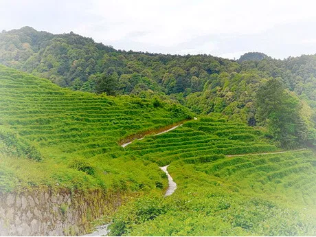 重庆垫江东印茶山景区