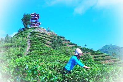 凌云茶山金字塔景区