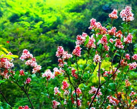 深圳马峦山郊野公园