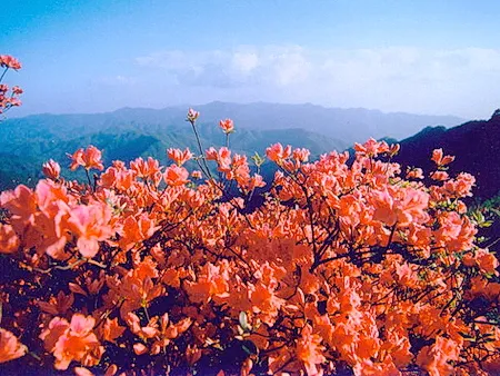 永州阳明山森林公园