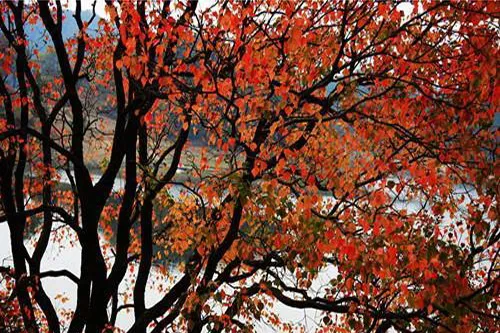 巴东大面山生态旅游景区