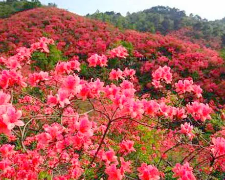 通山大幕山景区