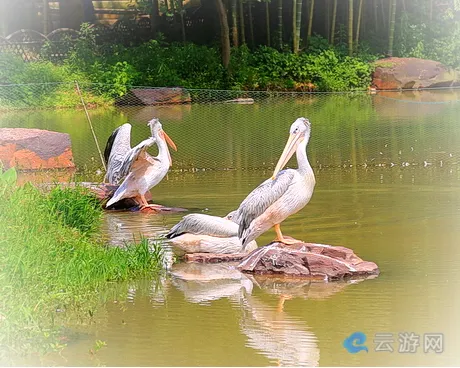 苏州穹窿山万鸟园