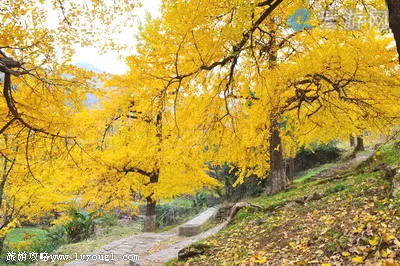 安陆钱冲古银杏生态旅游区