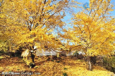 安陆钱冲古银杏生态旅游区