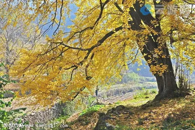 安陆钱冲古银杏生态旅游区