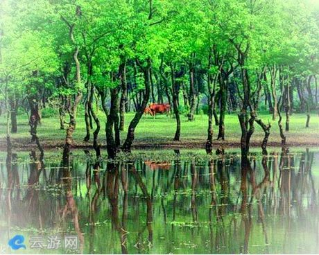 泰和麻州古林