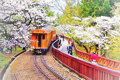 台湾阿里山旅游风景区