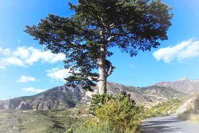 北岳恒山迎客松