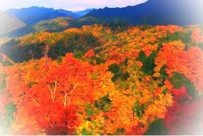 巴中光雾山红叶