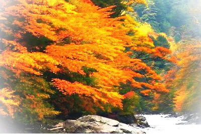 阿坝米亚罗红叶风景区