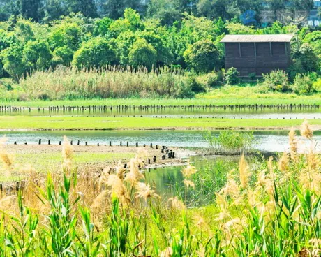 深圳华侨城湿地公园