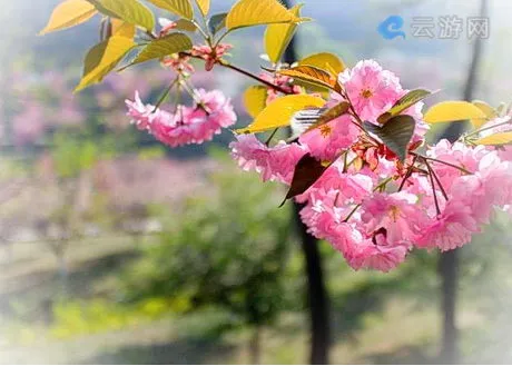 沈阳和平樱花园