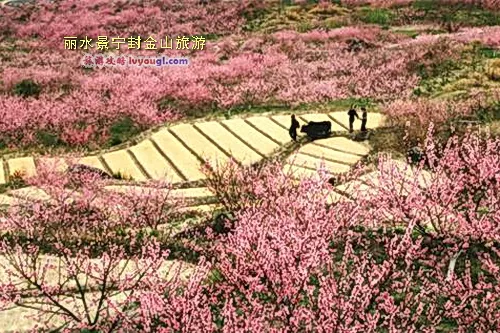 丽水景宁封金山