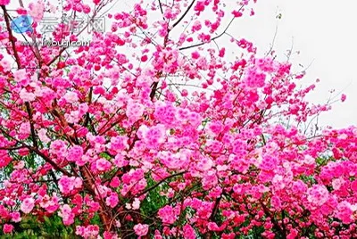 太子湾樱花