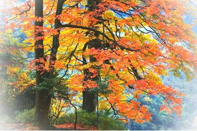 昭通小草坝风景区