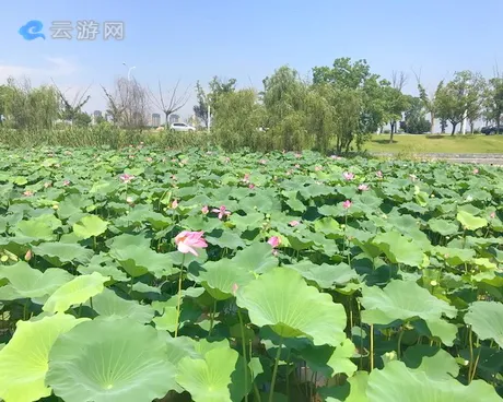 南京浦口江滩湿地公园