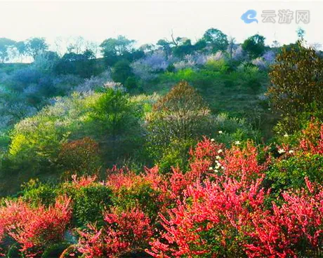 从化大金峰百花果景区