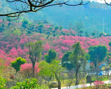 从化大金峰百花果景区