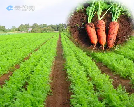 昌平胡萝卜农场