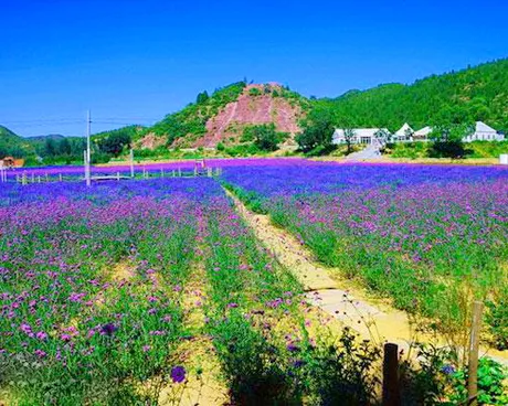 北京紫海香堤香草庄园