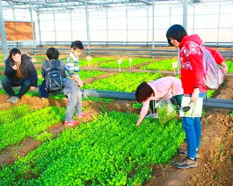 北京的那绿大地开心农场