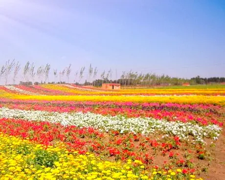 通州原乡农场花海庄园