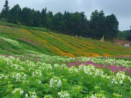 重庆巴南区大来山蓝莓园