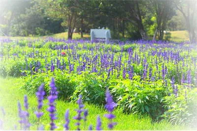 石家庄紫海香田薰衣草庄园