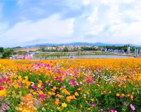 武穴龙门花海