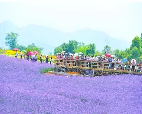 武汉江夏区当代薰衣草风情园