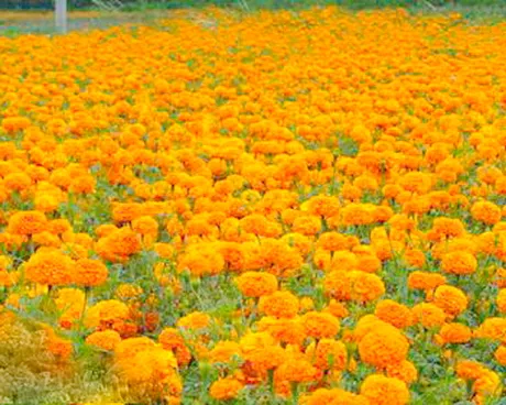 老河口竹林桥万寿菊基地