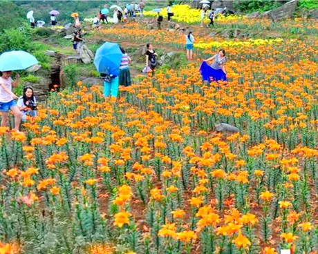 夷陵太阳山百合生态园