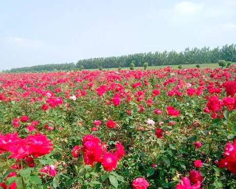 武汉喜鹊湖花海景区