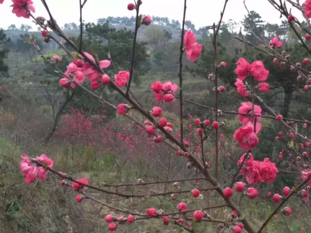 龙门花海2018赏花攻略，带你看最美鲜花