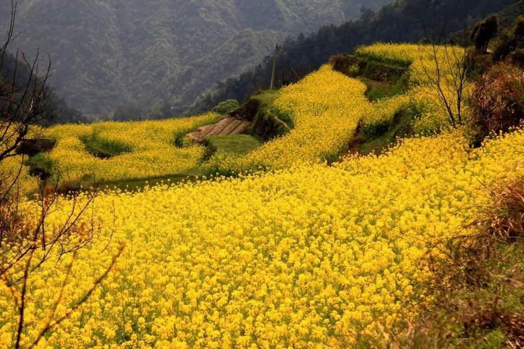 龙门花海2018赏花攻略，带你看最美鲜花