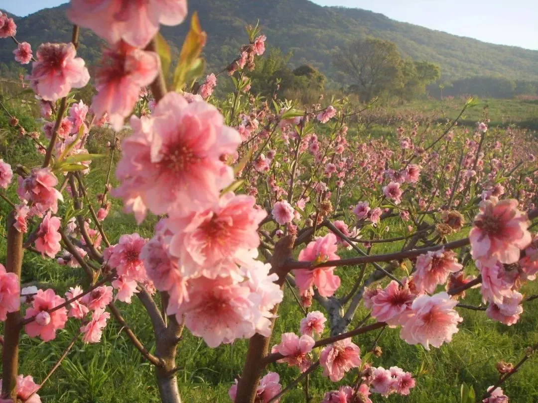 龙门花海2018赏花攻略，带你看最美鲜花