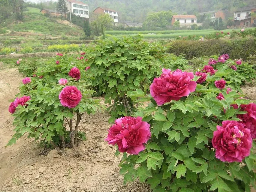 龙门花海2018赏花攻略，带你看最美鲜花