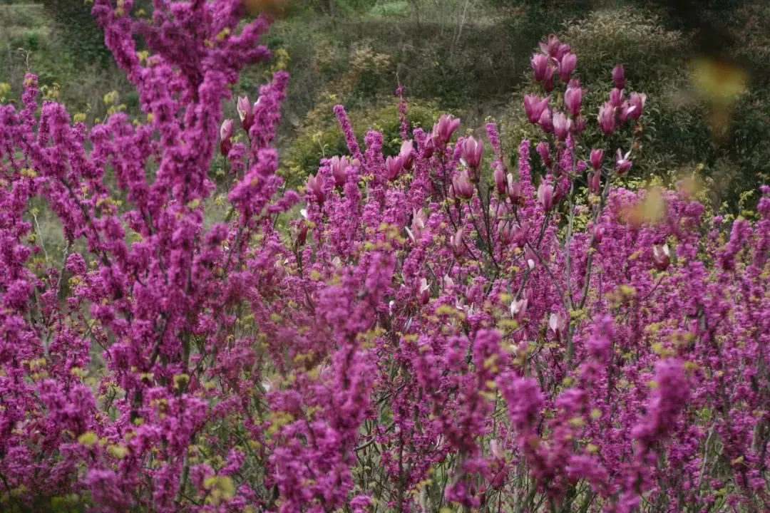 龙门花海2018赏花攻略，带你看最美鲜花