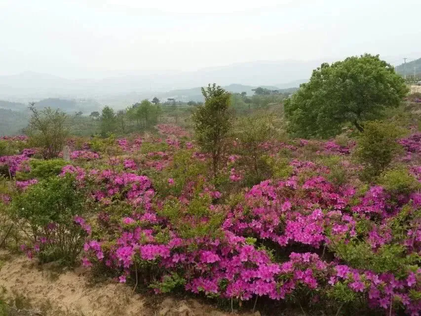 龙门花海2018赏花攻略，带你看最美鲜花