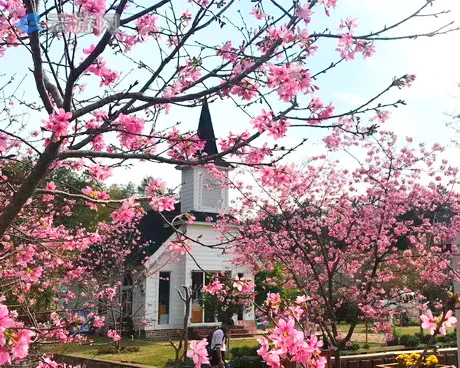 梅州樱花谷景区