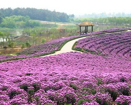 江宁谷里大塘金薰衣草庄园