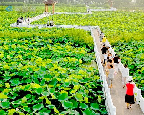 金湖荷花荡风景区