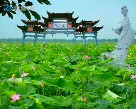 金湖荷花荡风景区