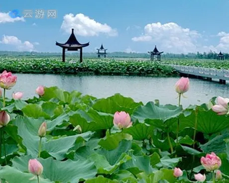 金湖荷花荡风景区